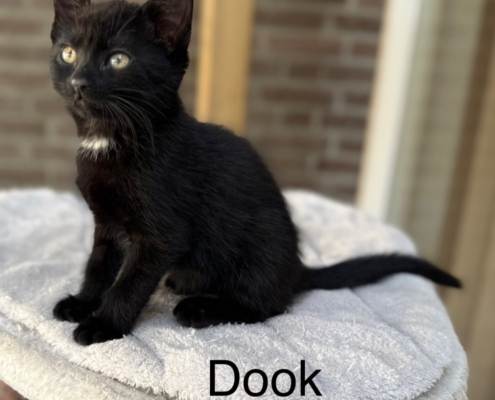 Dook (stelletje met Lotje)