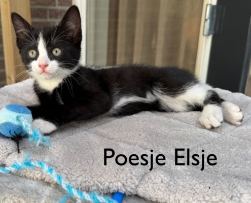 Elsje