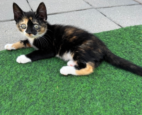 Lotje (stelletje met Dook)