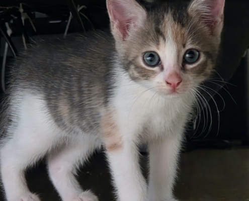 Noa