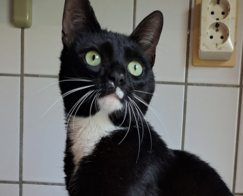 Willem