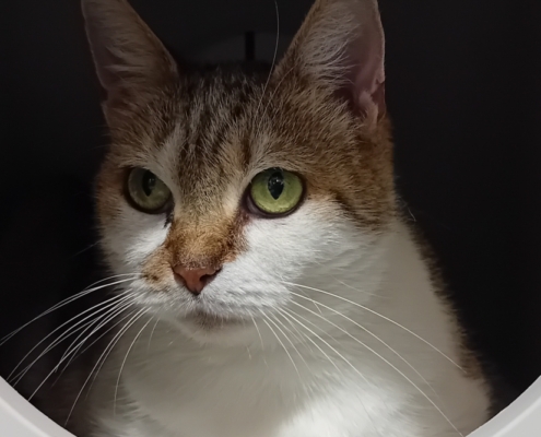 Artemis