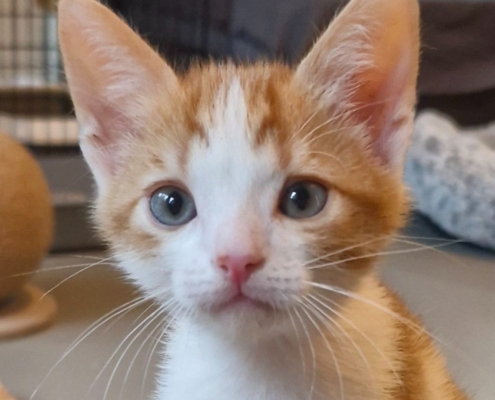 Frenkie