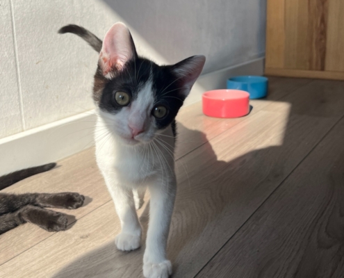Otis