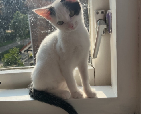 Pixel