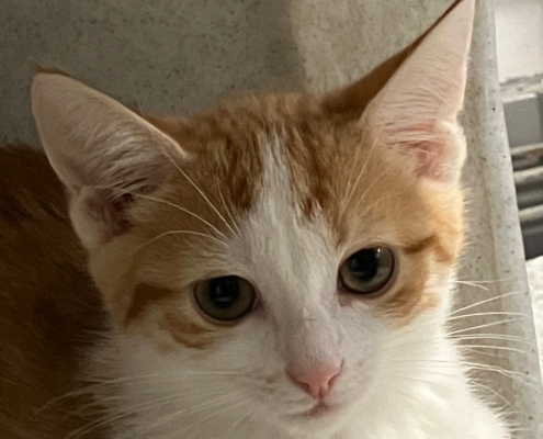 Kari