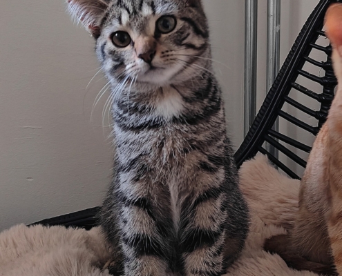 Mikki